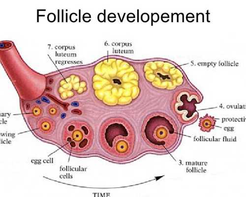 舟山可以做试管三代机构成功率