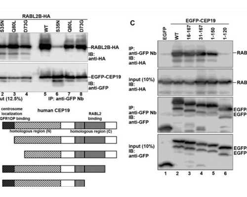 温州正规医院做试管婴儿准备费用十万够吗？